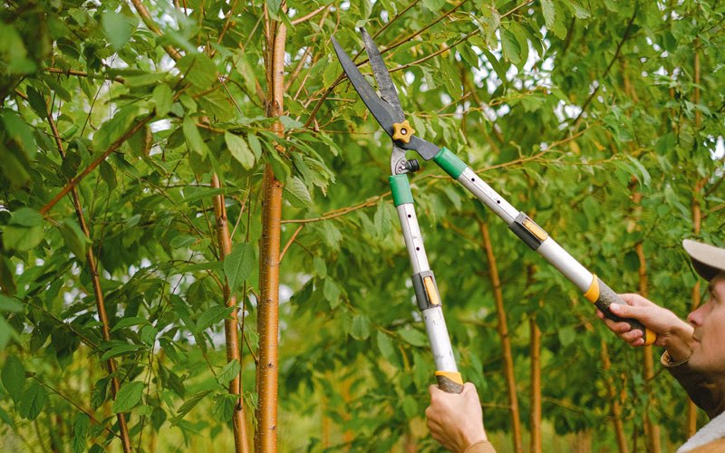Tree trimming in Bluefield, WV